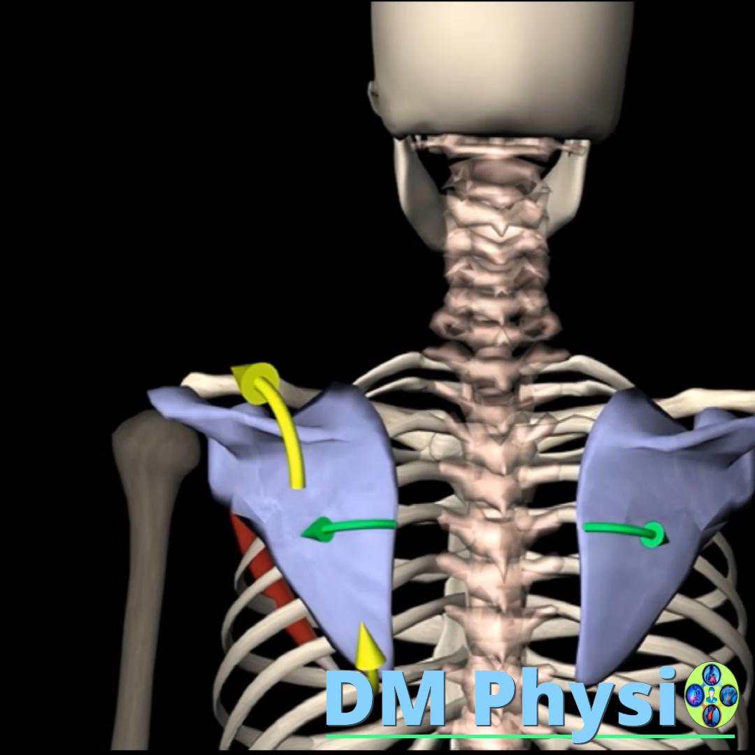 Диагностика на скапуларна дискинезия